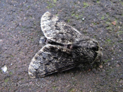 small brindled beauty (Apocheima hispidaria) Kenneth Noble